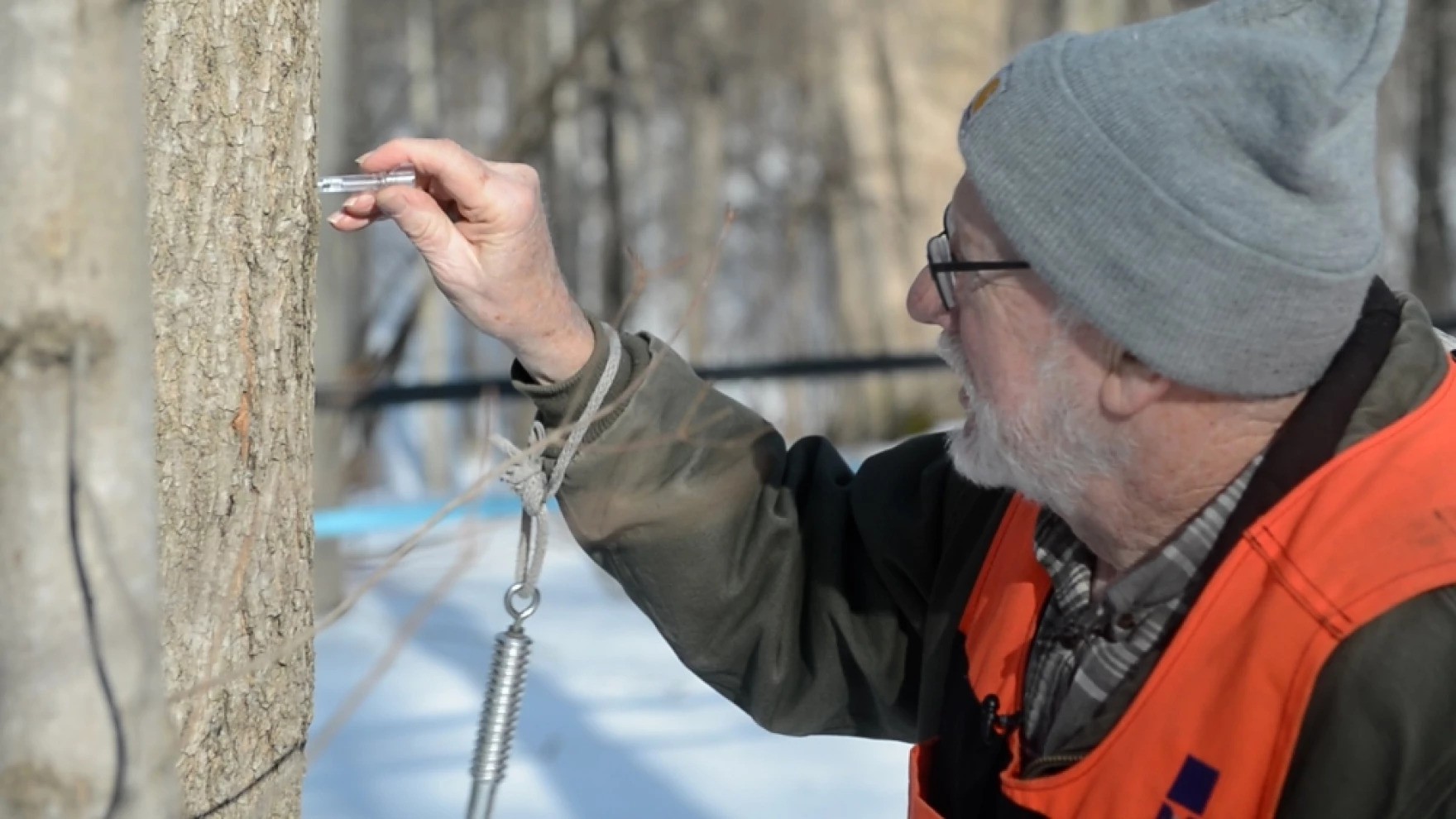David Bissell Tapping Trees